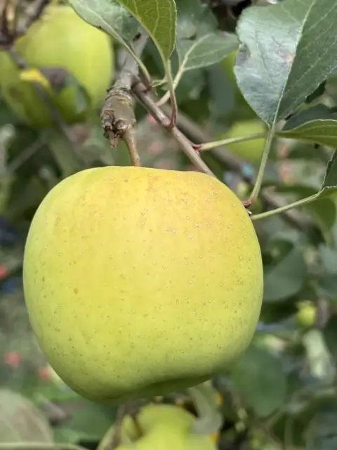 枝头青苹果