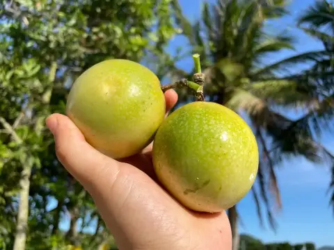 手托两颗黄金百香果,背景为枝叶与蓝天