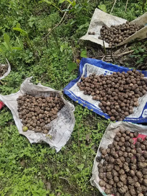 老树核桃商品实拍
